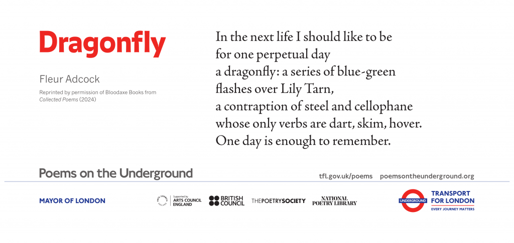 Dragonfly by Fleur Adcock In the next life I should like to be for one perpetual day a dragonfly: a series of blue-green flashes over Lily Tarn, a contraption of steel and cellophane whose only verbs are dart, skim, hover. One day is enough to remember. Reprinted by permission of Bloodaxe Books from Collected Poems (2024)